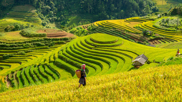  Ruộng bậc thang Mù Cang Chải từng được bình chọn là một trong 12 ruộng bậc thang đẹp nhất thế giới. (Ảnh minh họa: kho ảnh iStock)